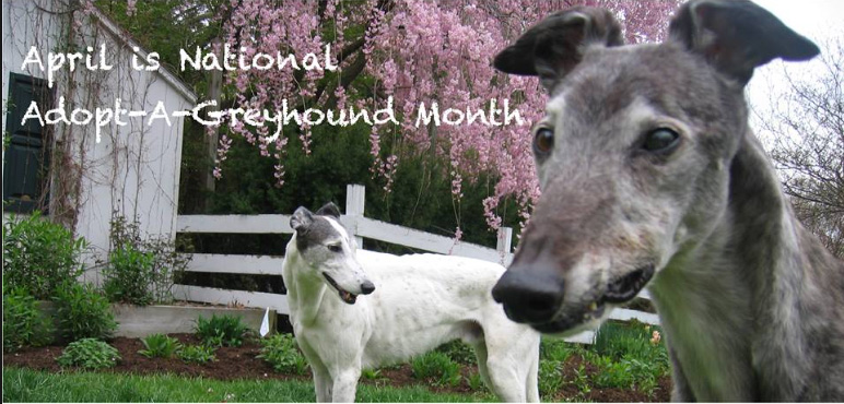 Adopt-A-Greyhound Month cover photo