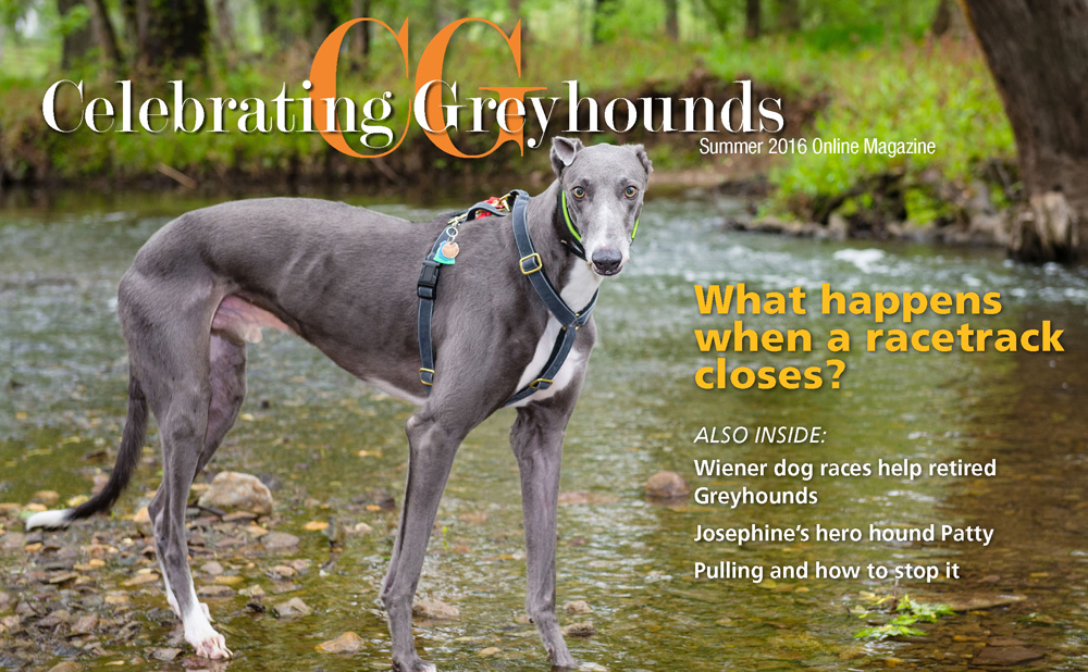 Celebrating Greyhounds Magazine  Spring 2008