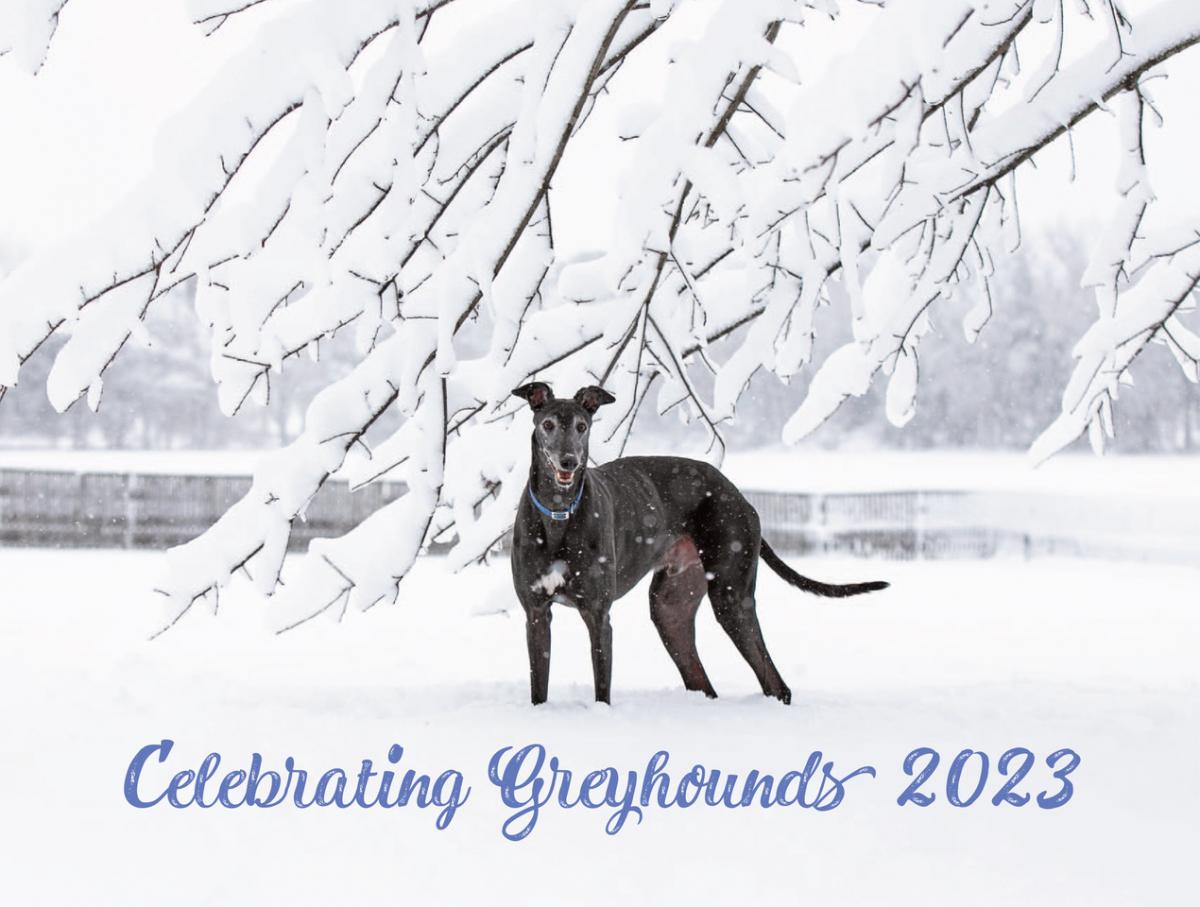 2023 Celebrating Greyhounds Wall Calendar